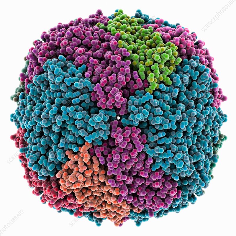 Ferritin (ذخایر آهن بدن)